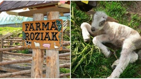 Farma Roziak: Hektický