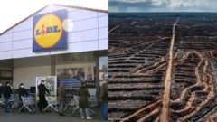 Lidl ide na