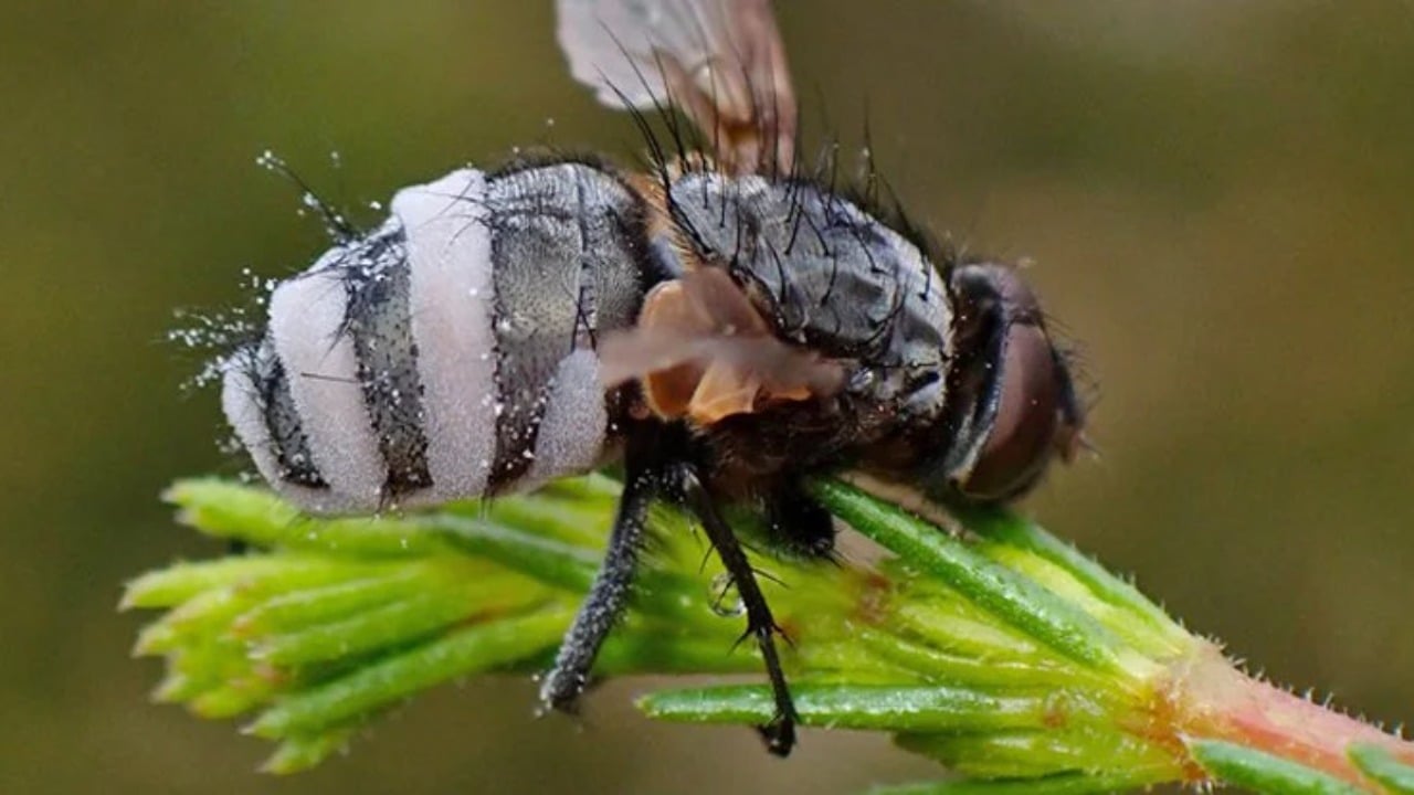 Infikovaná mucha Entomophthora muscaeom