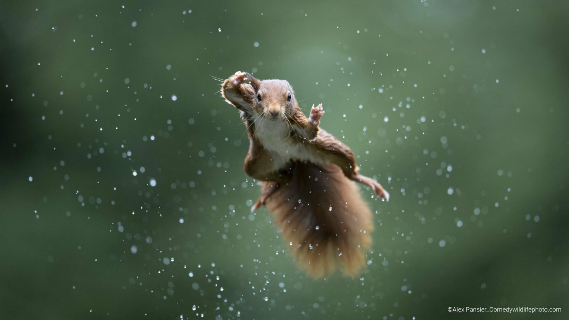 Fotografia zo súťaže Comedy Wildlife Photo 2022