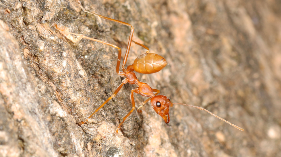 Mravec Wasmannia auropunctata