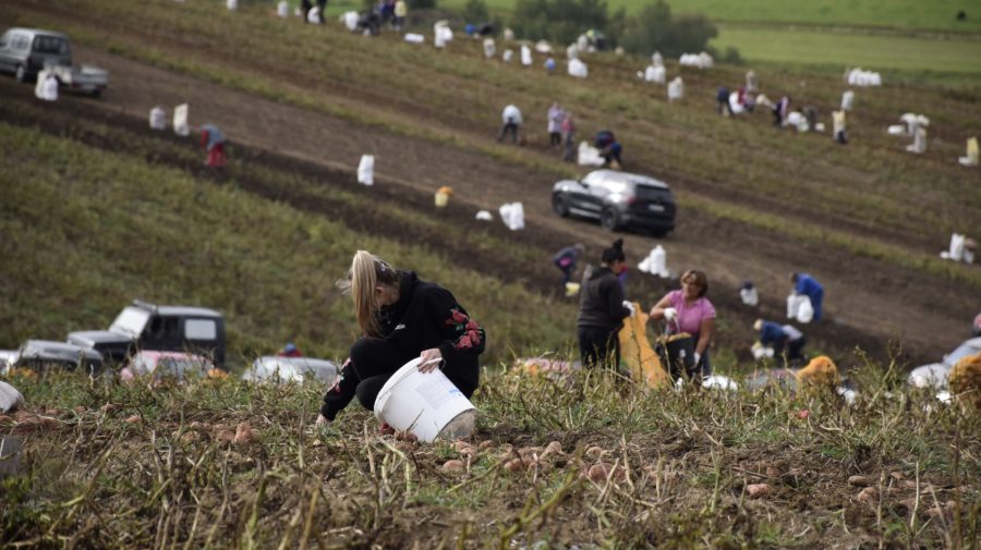 Na snímke vyorávanie úrody zemiakov v obci Tvarožná pod Tatrami.