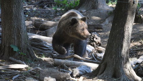 medveď hnedý zoo bojnice