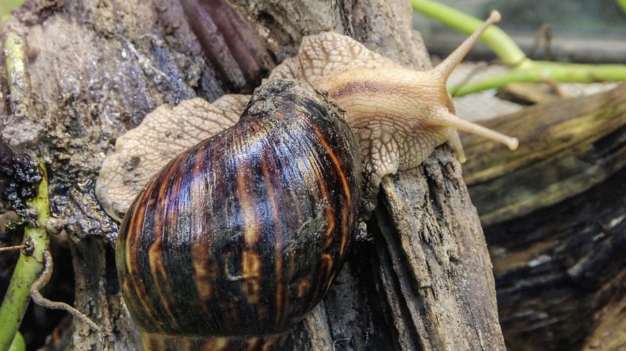 Achatina fulica na strome