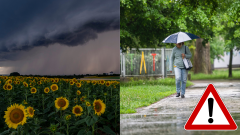 Zamračená obloha nad slnečnicami a žena kráča v daždi s dáždnikom v ruke