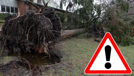 Na snímke je zvalený strom