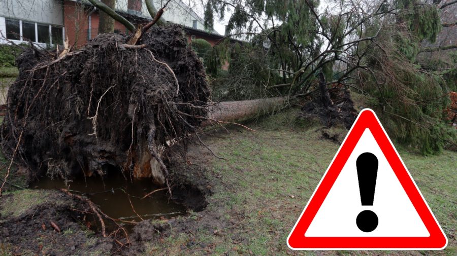 Na snímke je zvalený strom