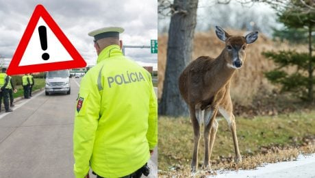 Polícia zastavuje auto a srnka pri ceste.