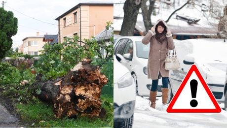 Na snímke je zlomený strom a zasnežená Bratislava