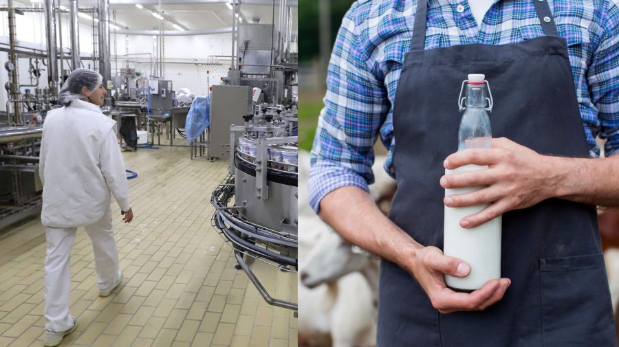 Na snímke mliekareň vo Zvolene a muž s kravami držiaci fľašu mlieka.