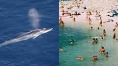 veľryba Chorvátsko