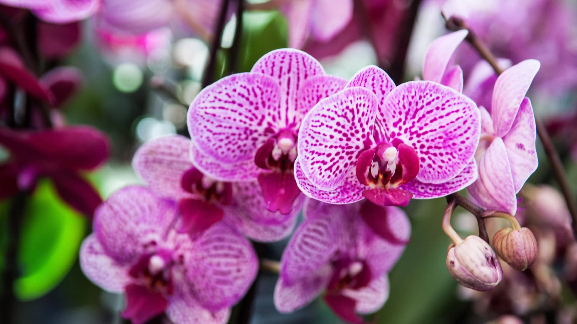 orchidea