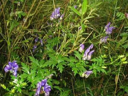 Prilbica pestrá (Aconitum variegatum)