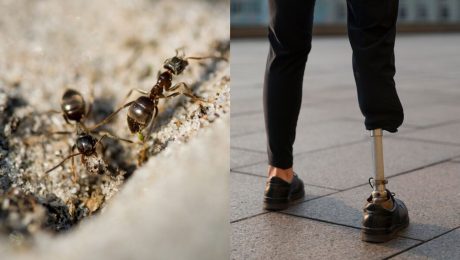 mravce, amputovaná končatina