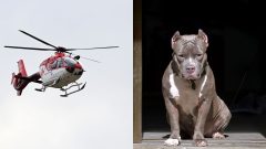 Pitbull pohrýzol dieťa, záchranársky vrtuľník